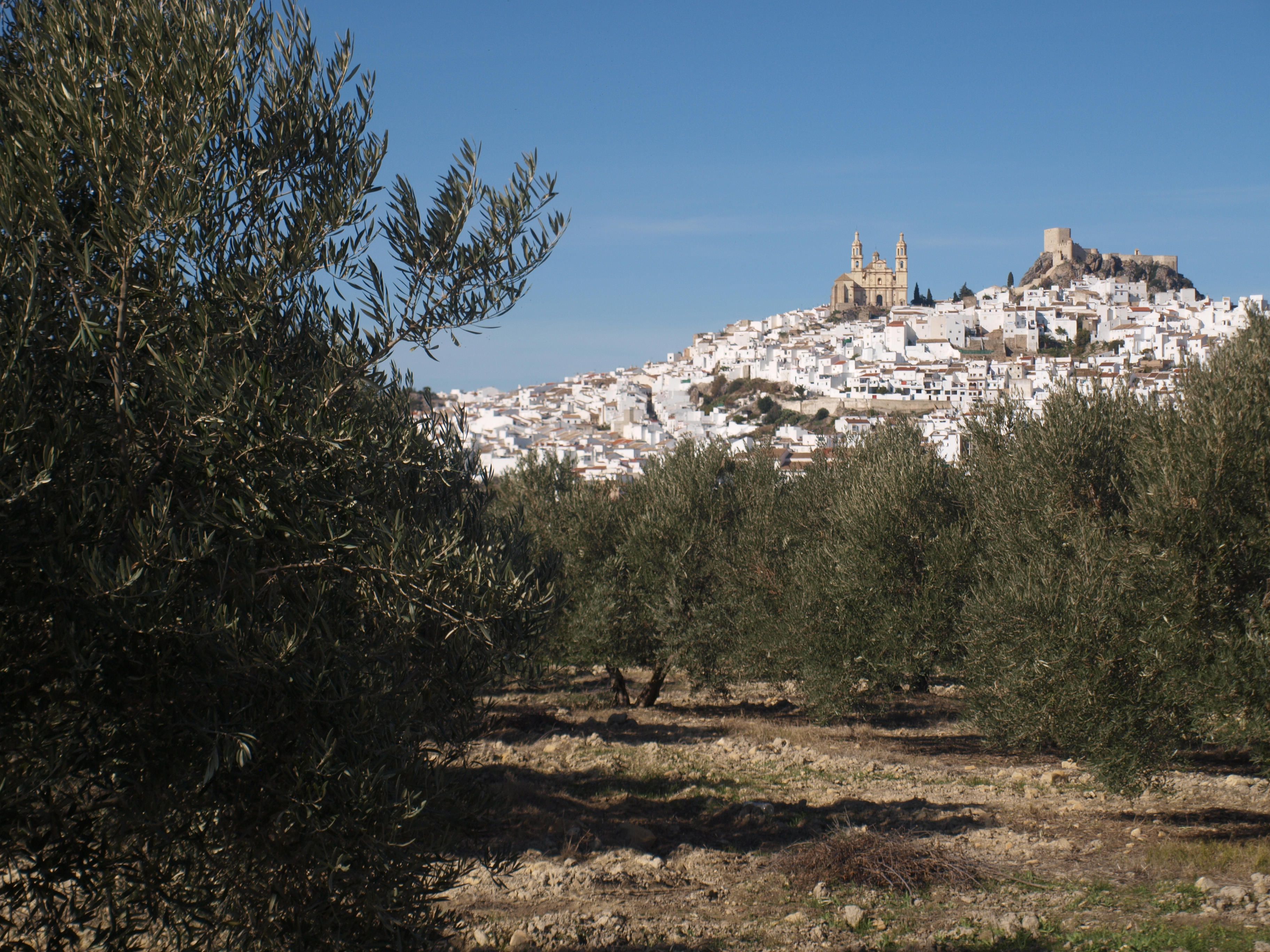 RIEGO EN PRECARIO EN OLIVAR DE SECANO