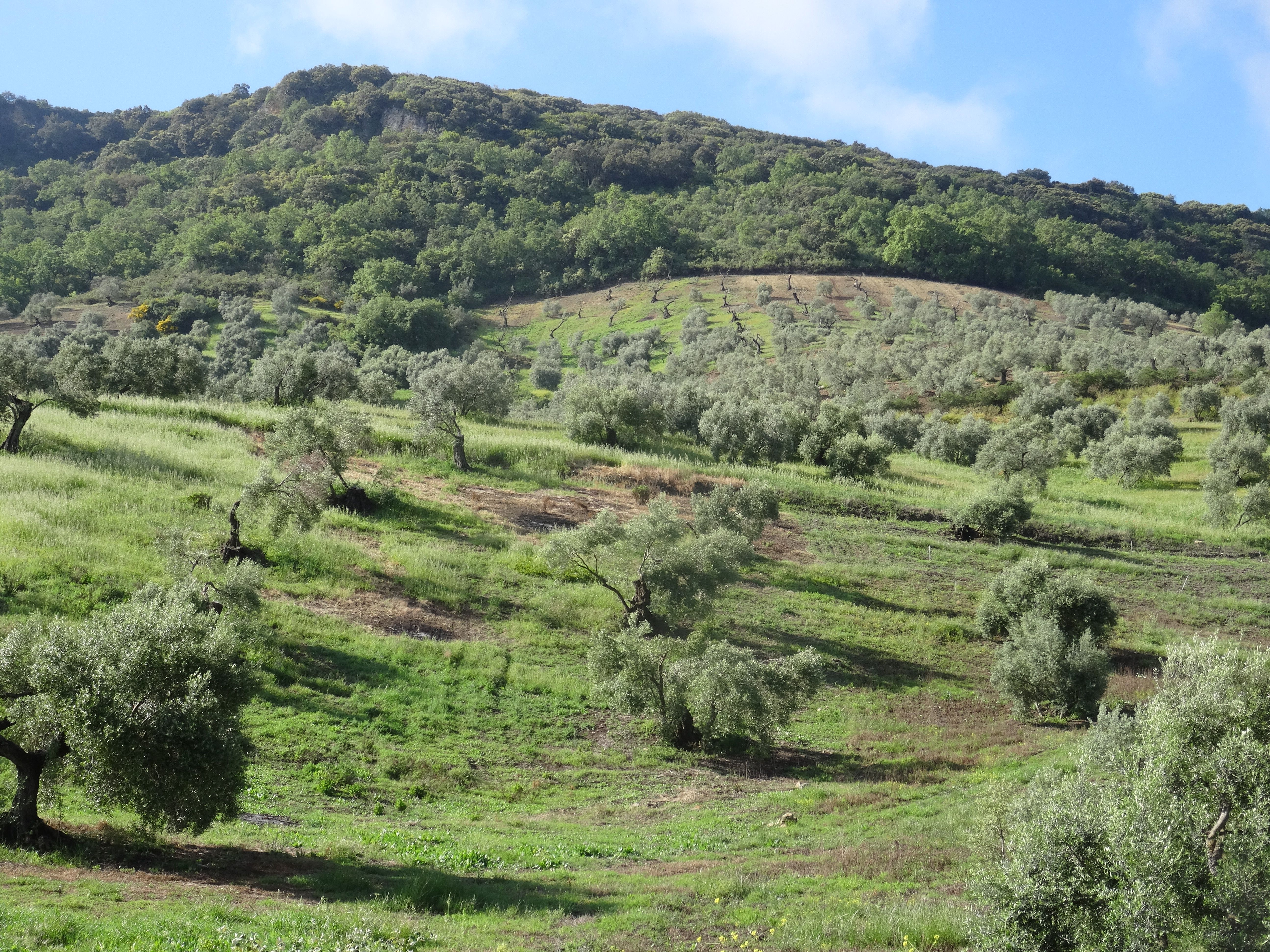 FAIBLES PRÉVISIONS POUR LA RÉCOLTE DES OLIVES