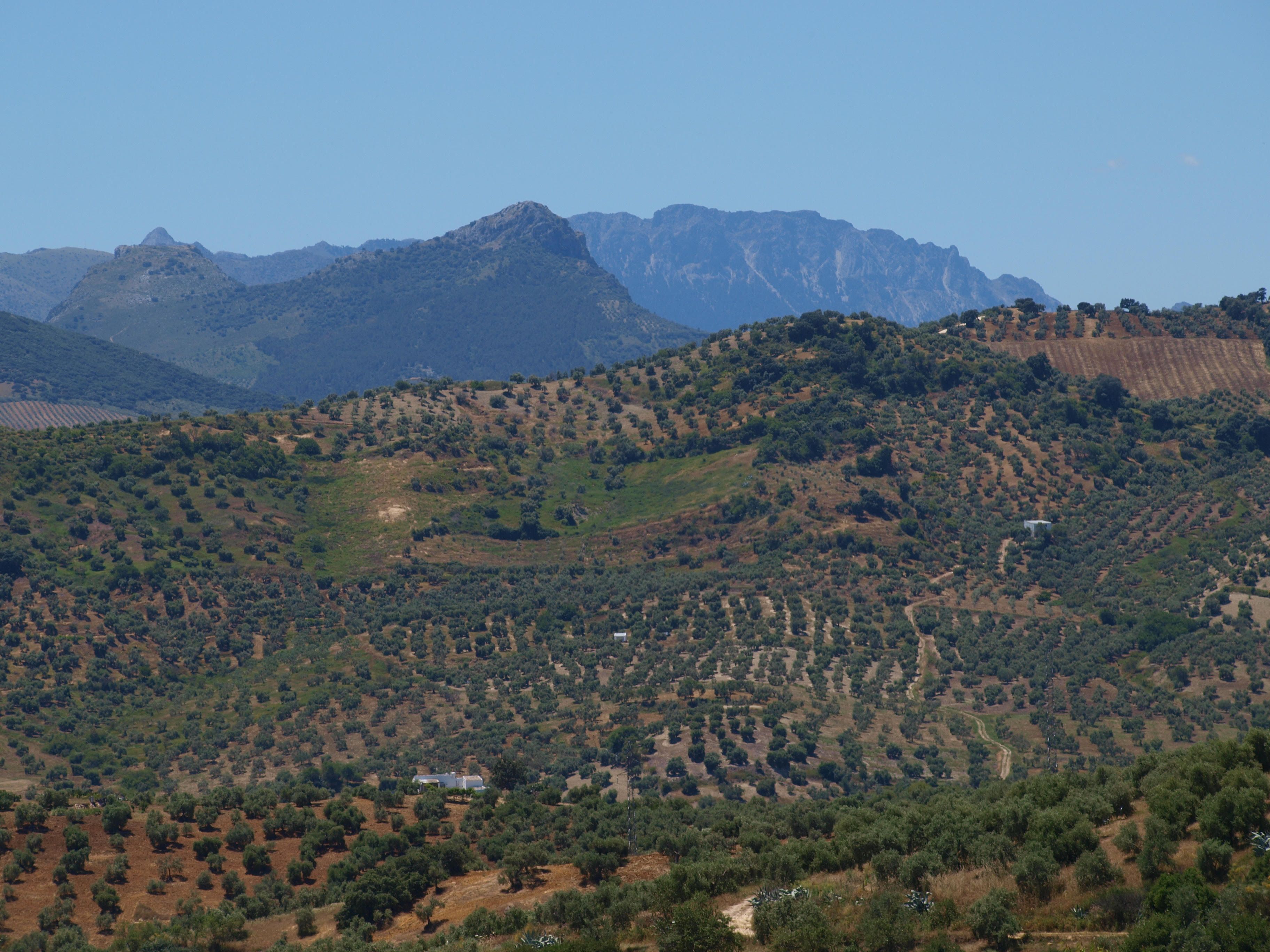 PRATICHE CULTURALI E TRATTAMENTI FITOSANITARI A EL OLIVAR