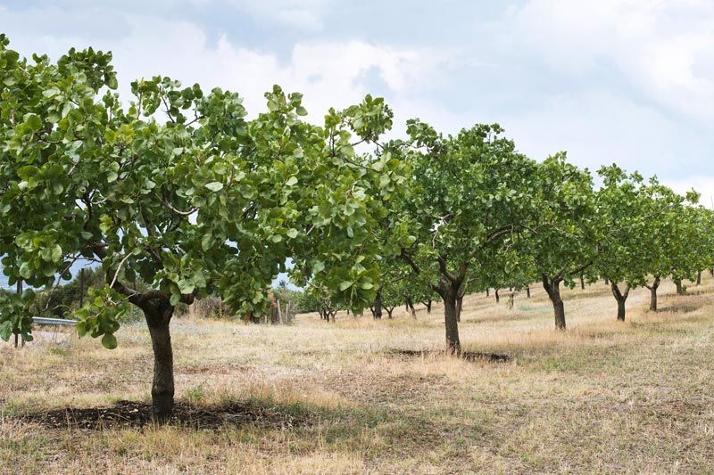 Riserva di piante di pistacchio