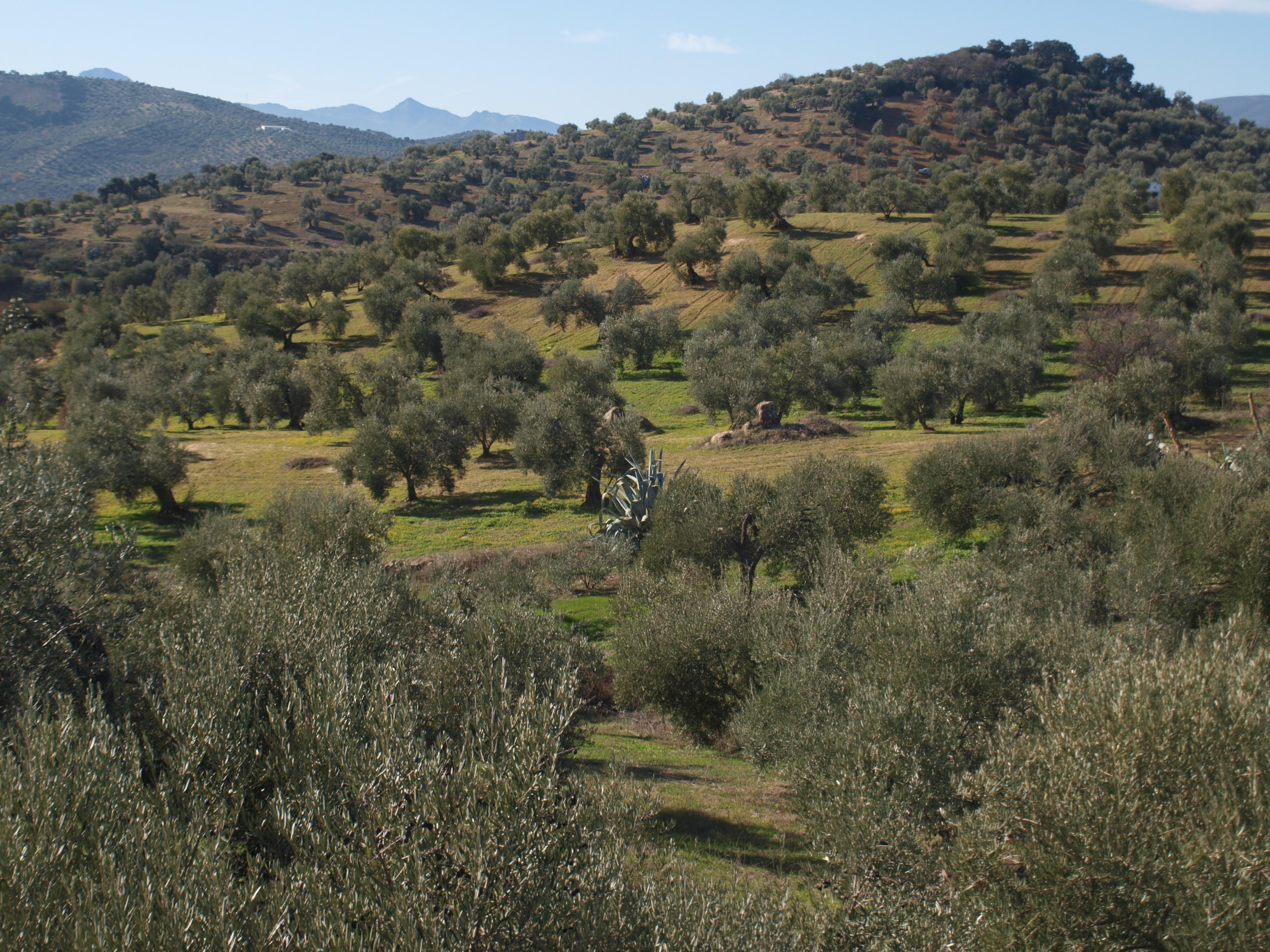 Treatment of pruning remains in the olive grove
