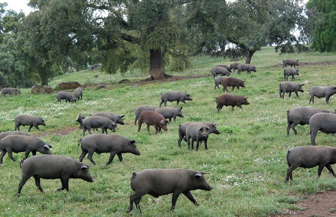 La ganadería española, en alerta por la cercanía de focos de Fiebre Aftosa y Peste Porcina Africana