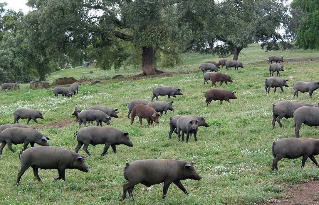 Spanisches Vieh, in Alarmbereitschaft für die Nähe von MKS- und Schweinepestausbrüchen