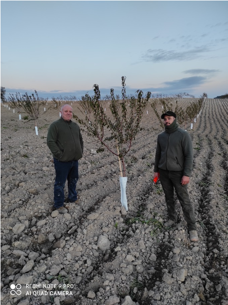 We begin pruning the almond tree