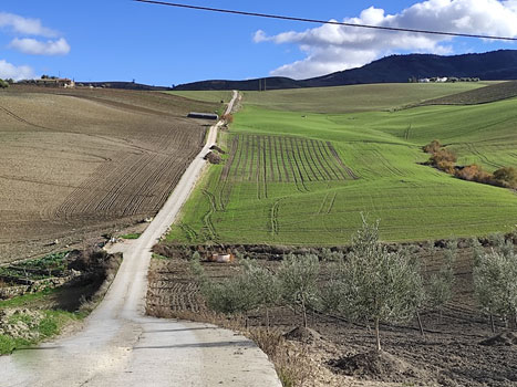 LE SCA LOS REMEDIOS PICASAT EFFECTUE UN TEST DE VARIÉTÉS DE CÉRÉALES