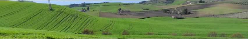 ÉTAT ACTUEL DES CÉRÉALES