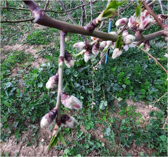 DÉBUT DES CHAMPIGNONS DANS LA CULTURE DES AMANDES