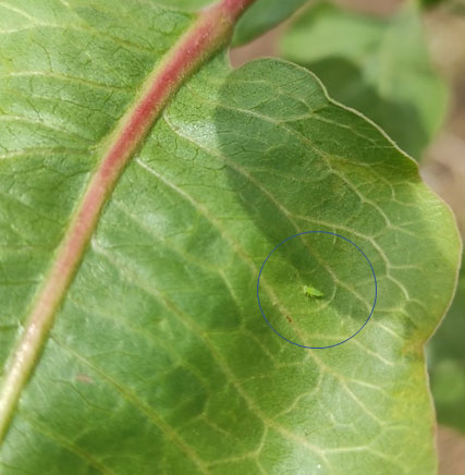 Effets et symptômes de “Moustique vert” dans les cultures d'amandes et de pistaches