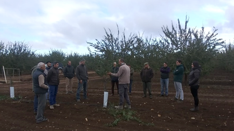 JOURNEE DE TAILLE D'HIVER A ALMENDRO