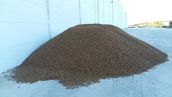 Harvesting almonds and carob